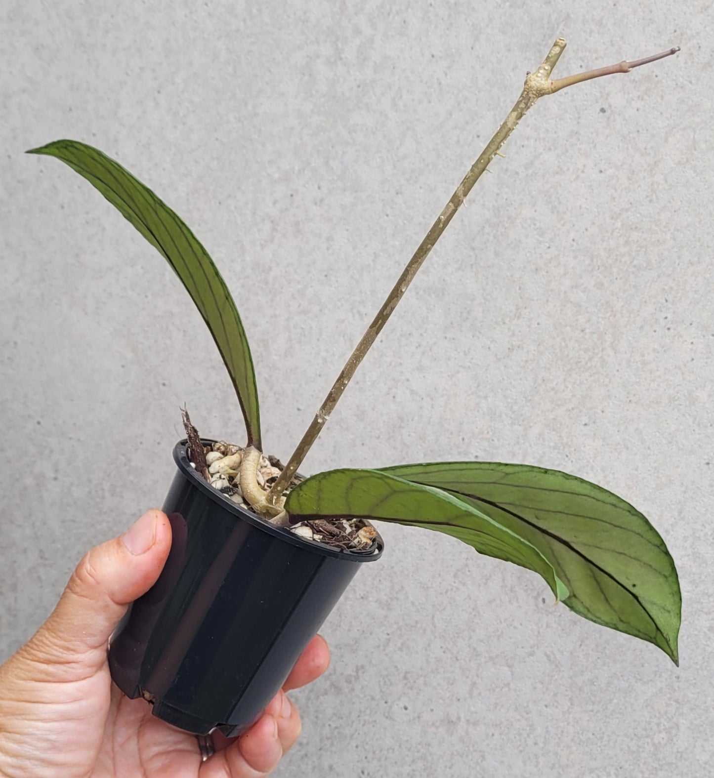 Hoya sp Tanggamus
