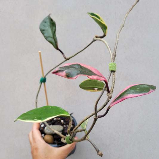 Hoya carnosa variegated 'Purple Pride'