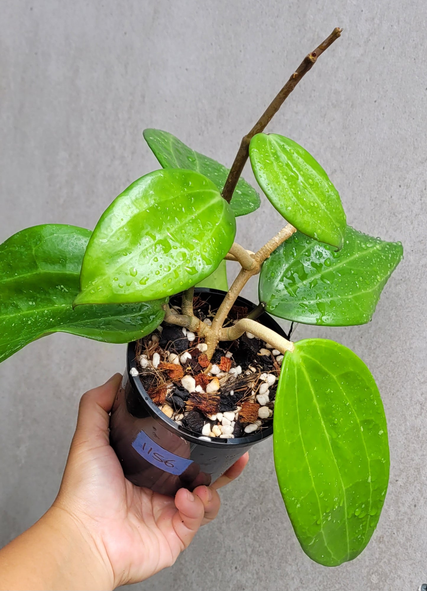 Hoya latifolia West Java IML1181 (formerly h. tjadasmalangensis)