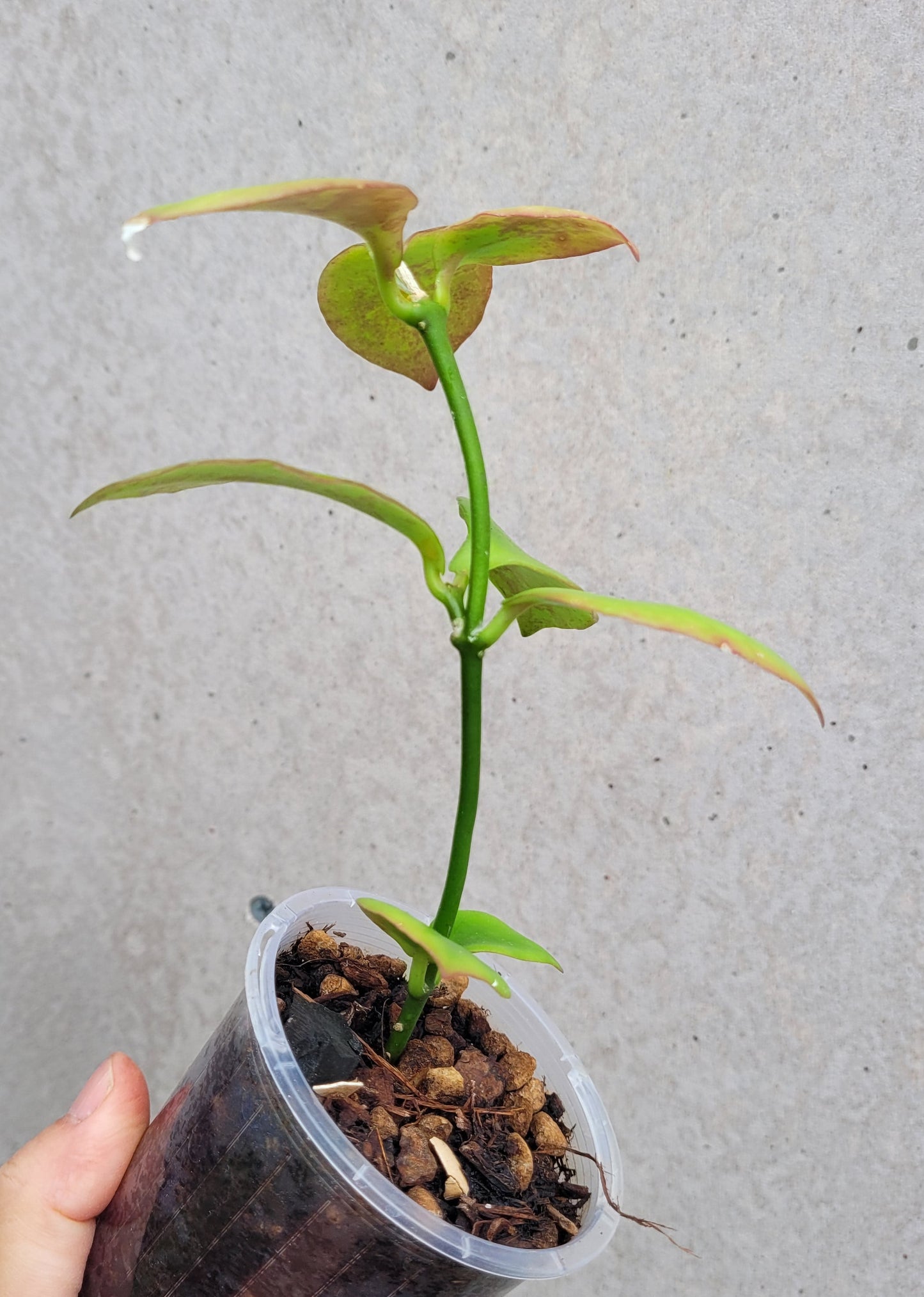 Hoya anulata Iron Range IML0024