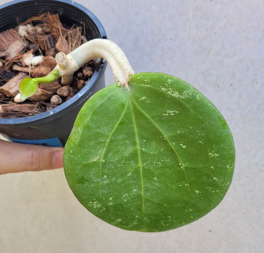 Hoya loyceandrewsciana (dinner plate)