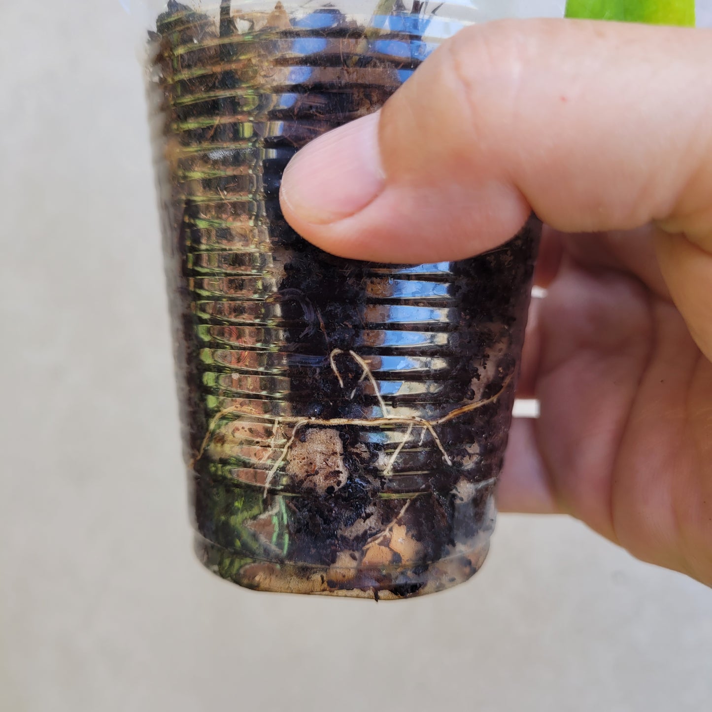 Hoya chlorantha IML1352