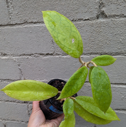 Hoya sp. Estrella Waterfall Philippines IML1627 (double planted)