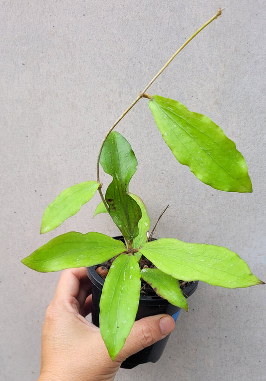 Hoya erythrina