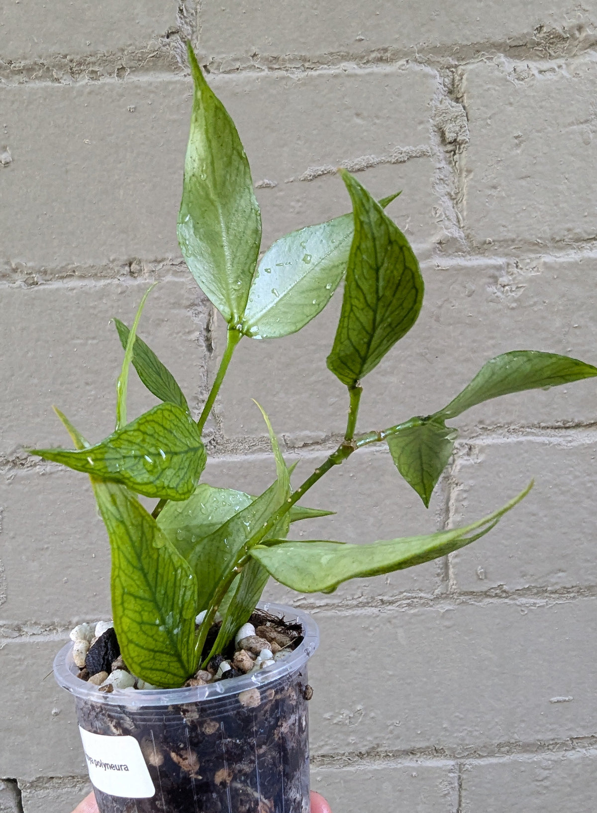 Hoya polyneura (double planted)