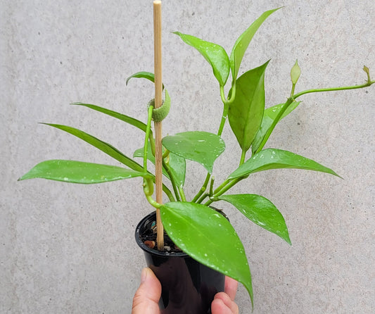 Hoya nabawanensis Malaysia IML0078