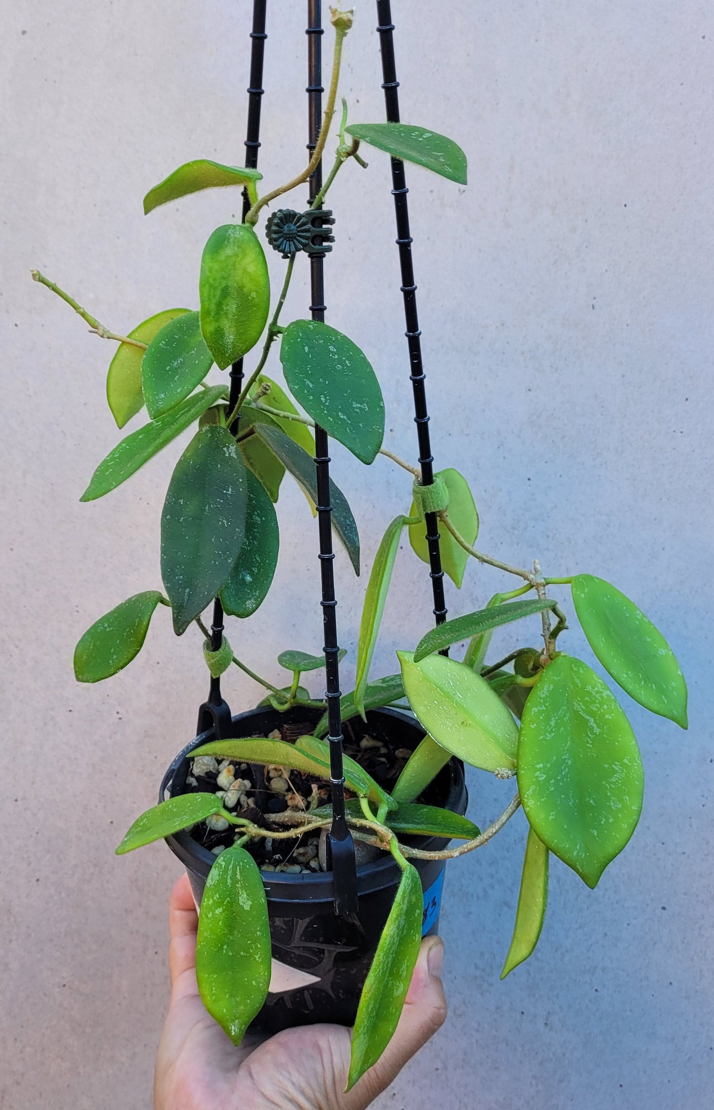 Hoya thomsonii White IML1177- Large mature plant