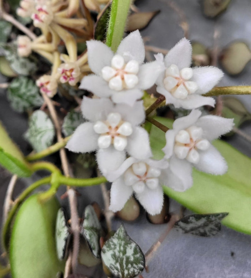 Hoya thomsonii White IML1177- Large mature plant