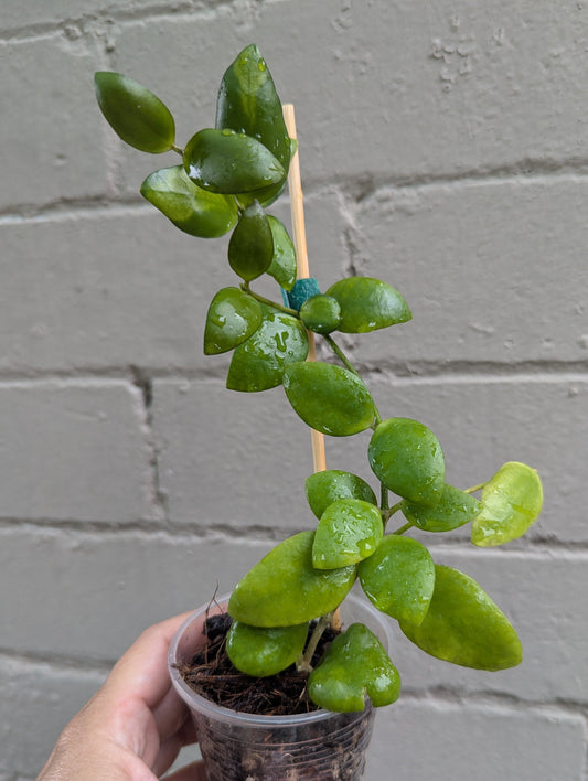 Hoya myrmecopa Sulawesi IML1377