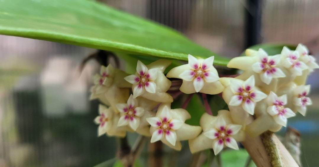Hoya rigida Thailand IML1424