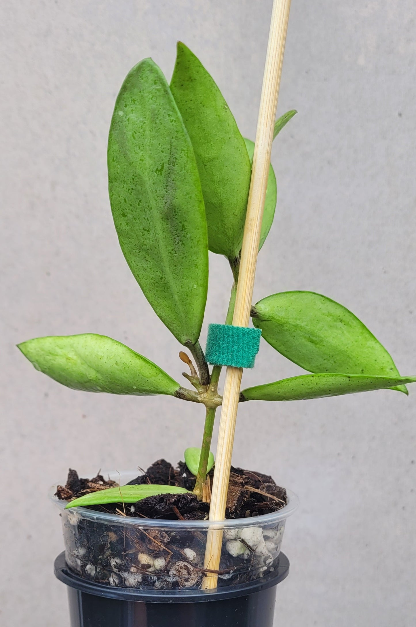 Hoya 'Silver Lady Dy'