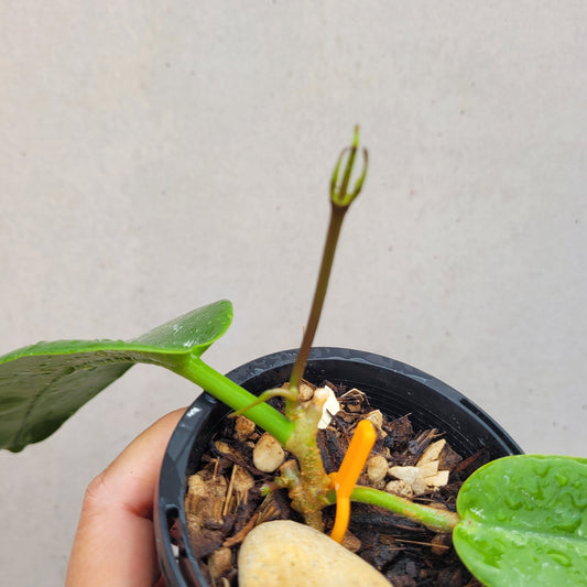 Hoya archboldiana PNG IML0414 (white flowers)