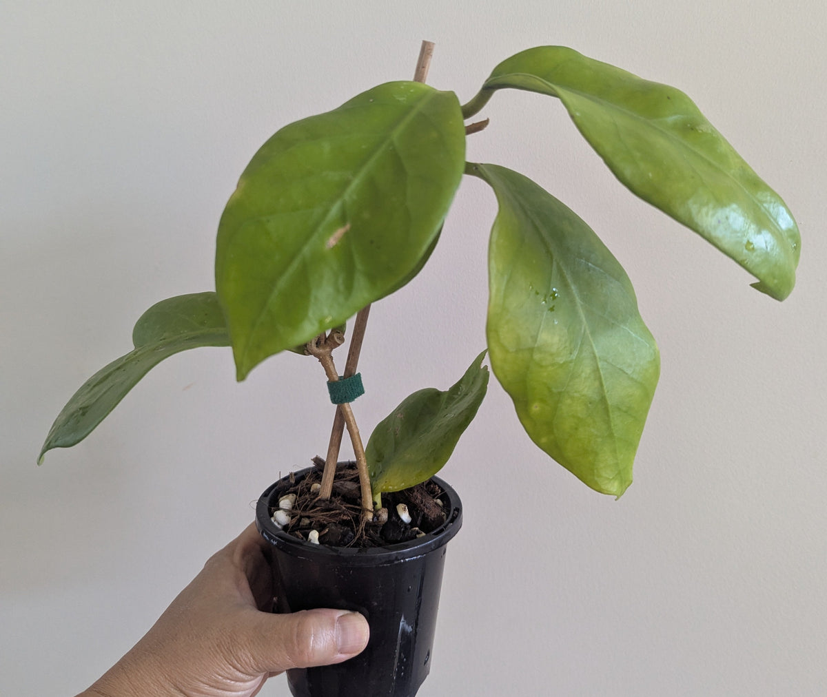 Hoya arnottiana Sikkim IML1367