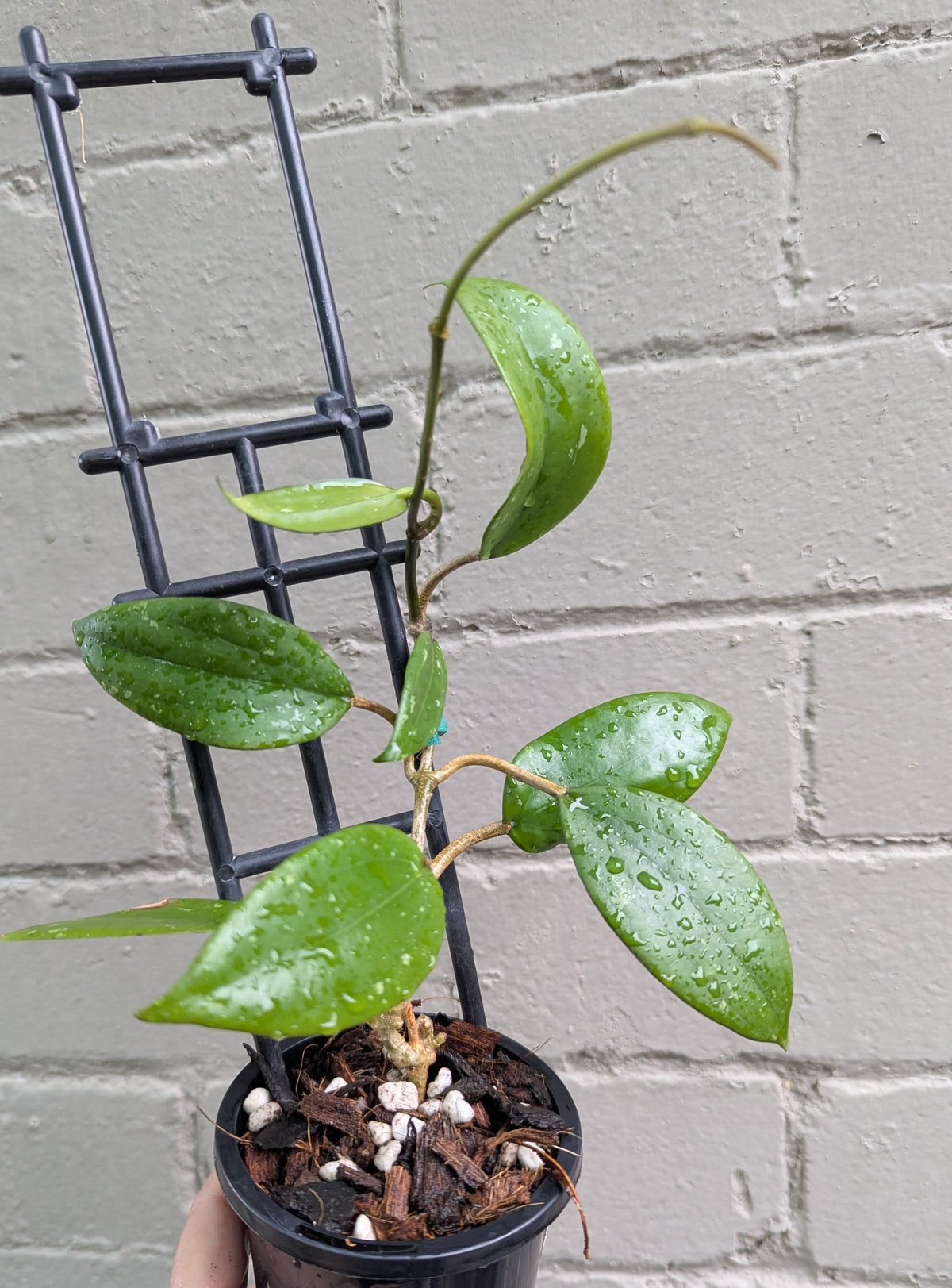 Hoya sp. Kuala Terta DMC5627C Malaysia IML1396
