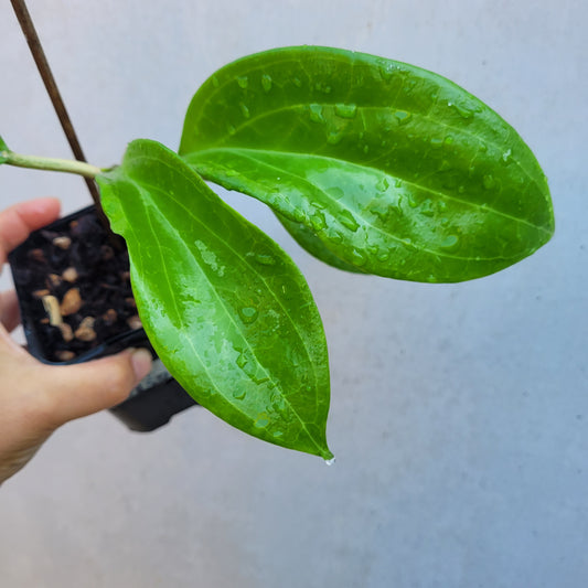 Hoya merrillii Philippines IML0850