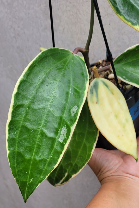 Hoya latifolia albomarginata IML1622