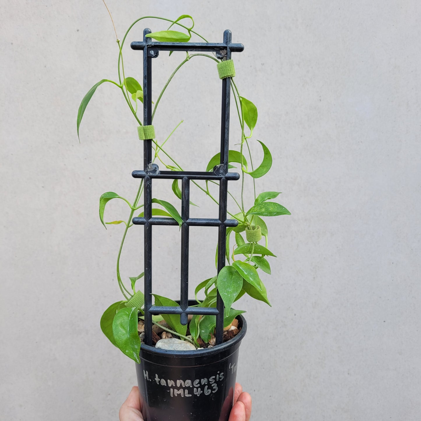 Hoya tannaensis Tanna Island IML0463