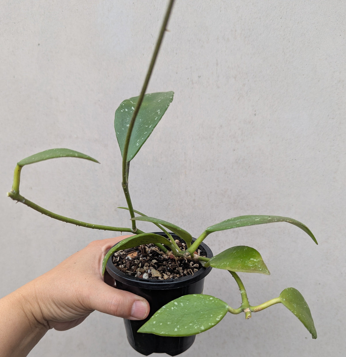 Hoya rundumensis