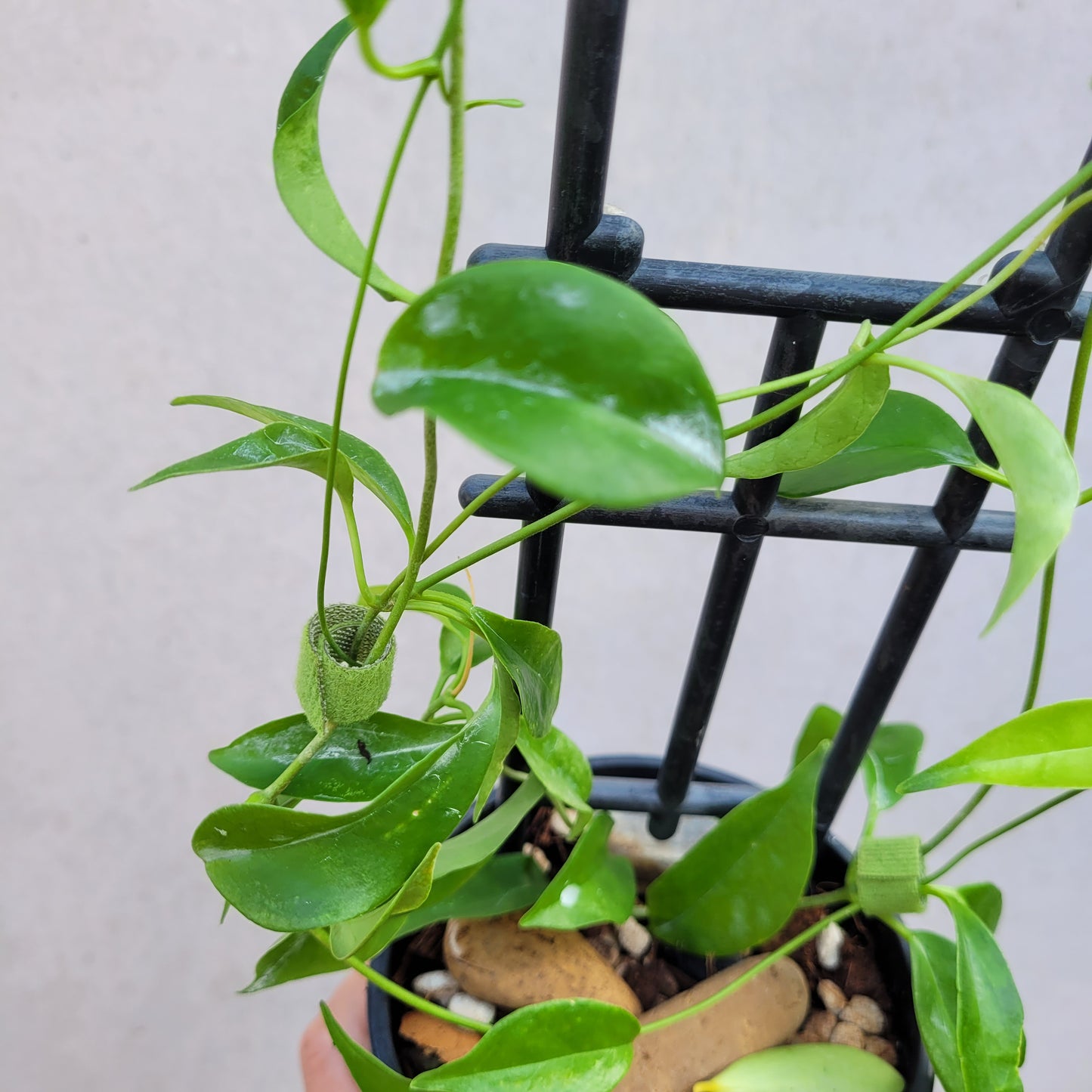 Hoya tannaensis Tanna Island IML0463