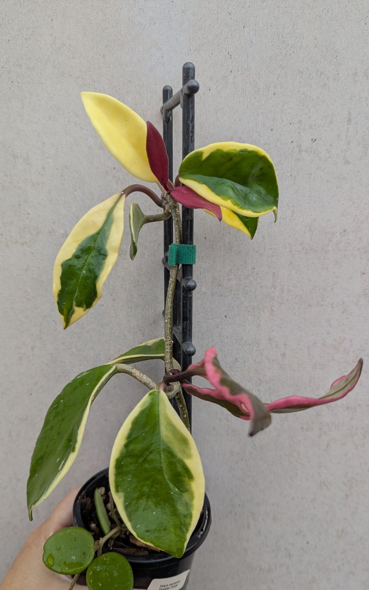 Hoya carnosa albomarginata 'Purple Pride'