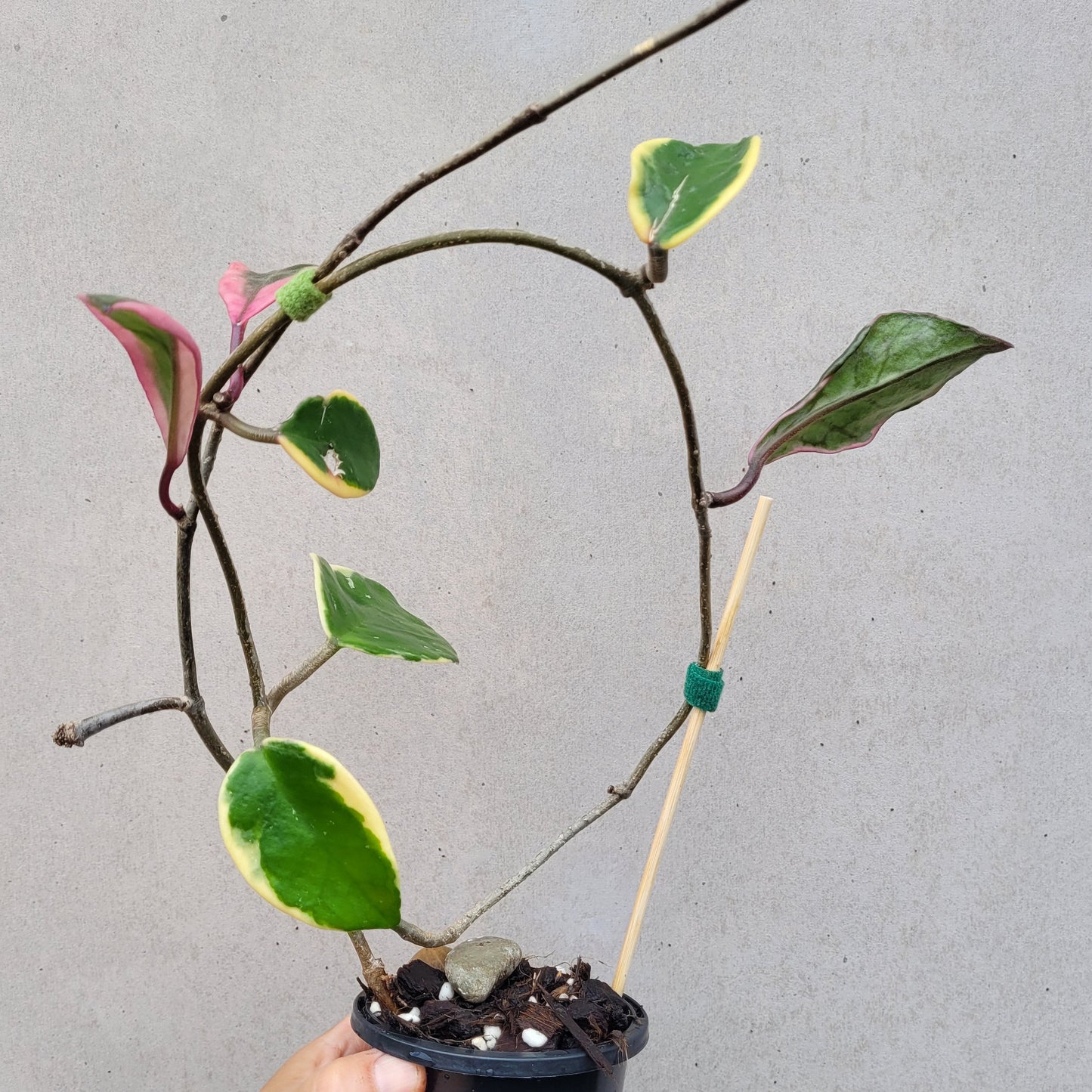 Hoya carnosa variegated 'Purple Pride'