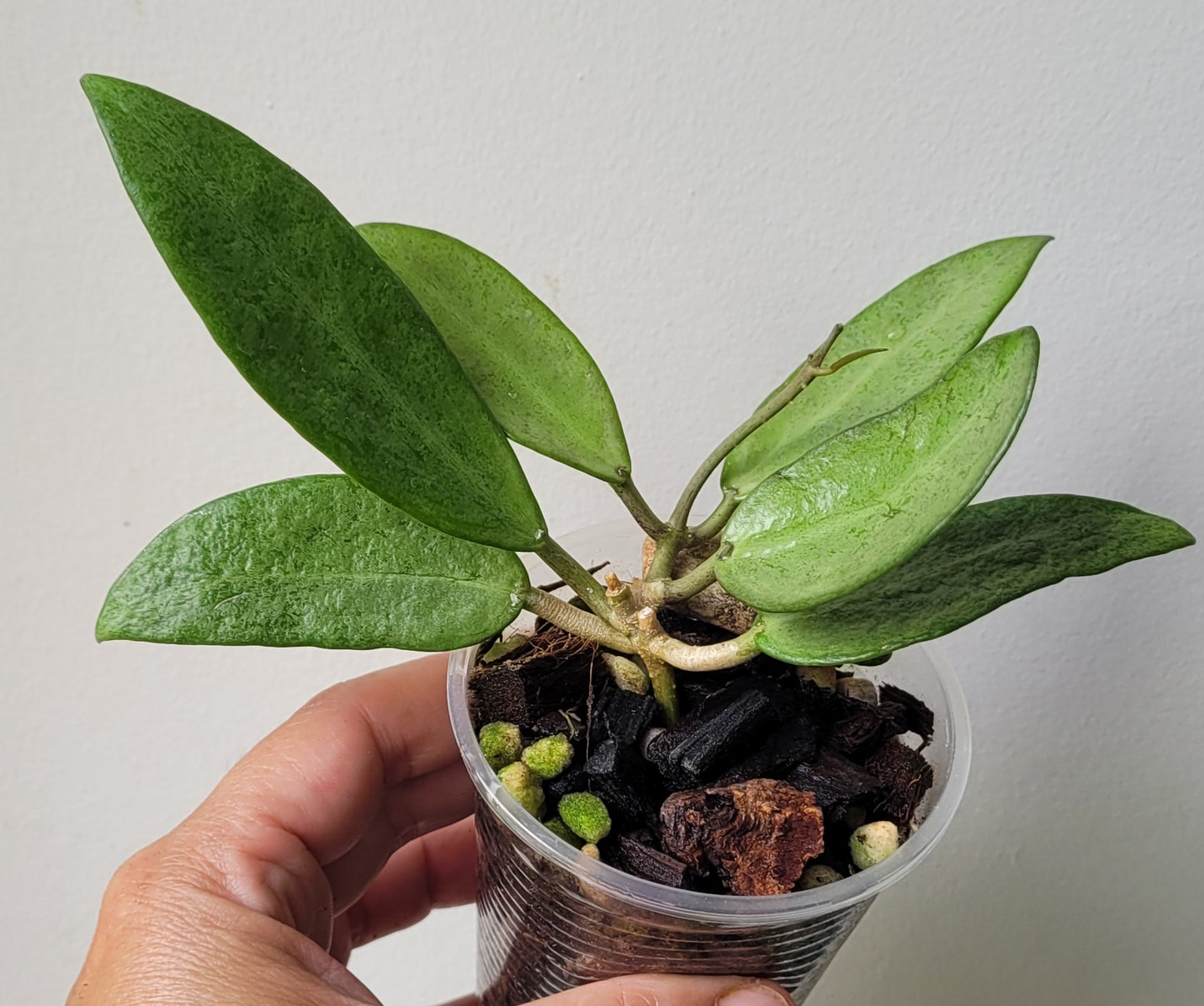 Hoya 'Silver Lady Dy'