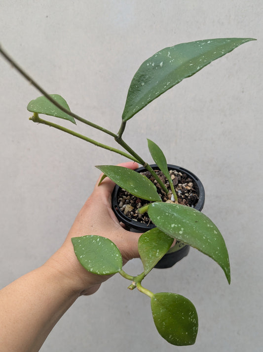 Hoya rundumensis