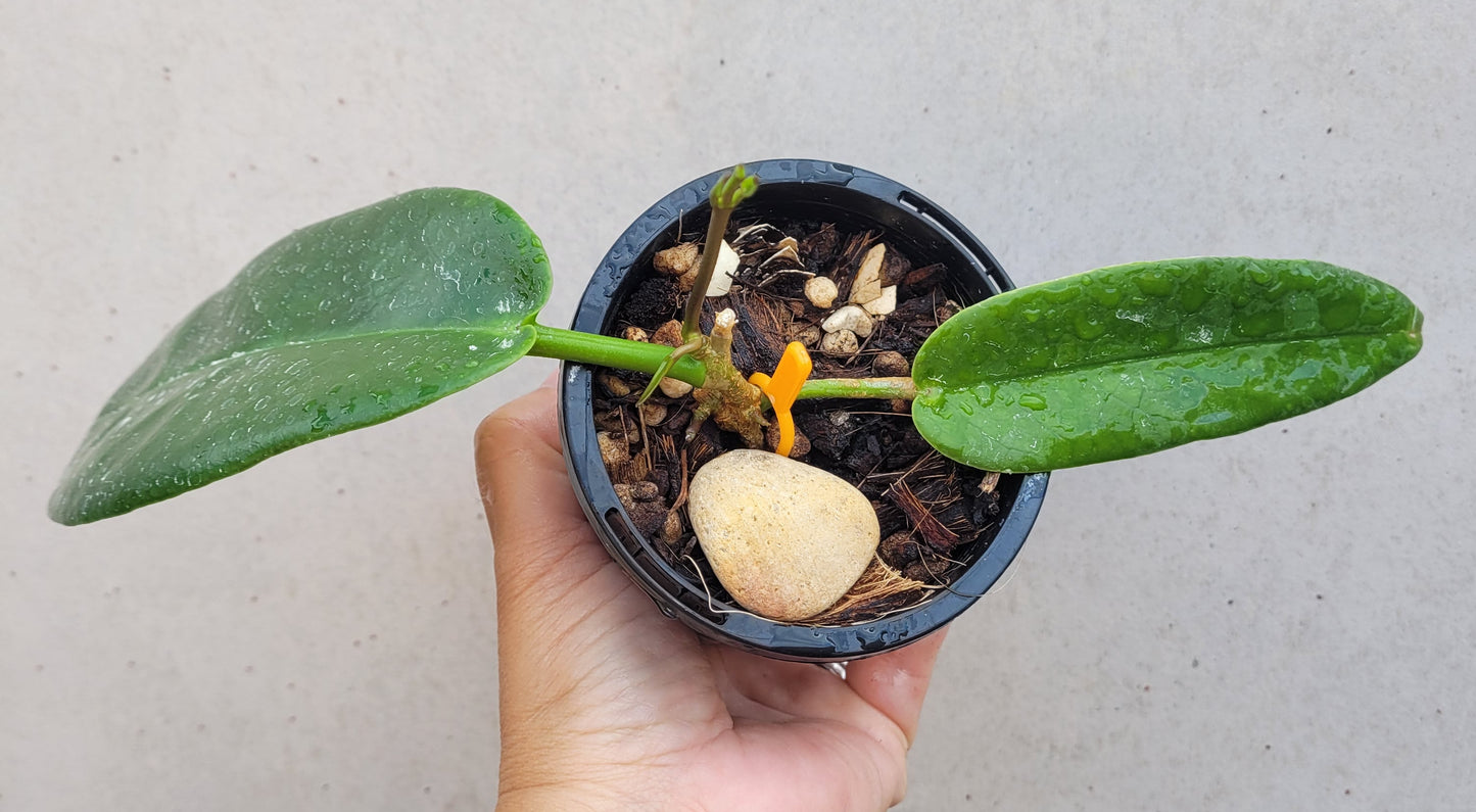 Hoya archboldiana PNG IML0414 (white flowers)