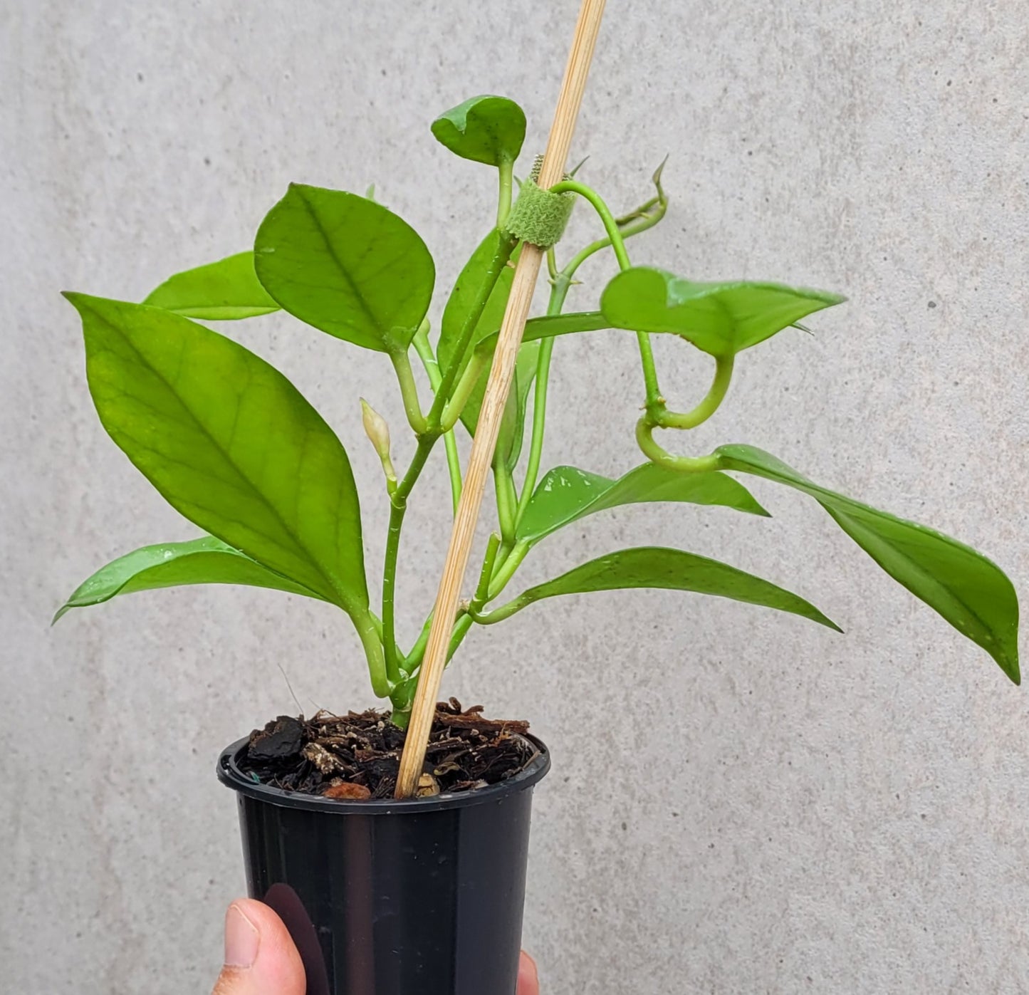 Hoya nabawanensis Malaysia IML0078