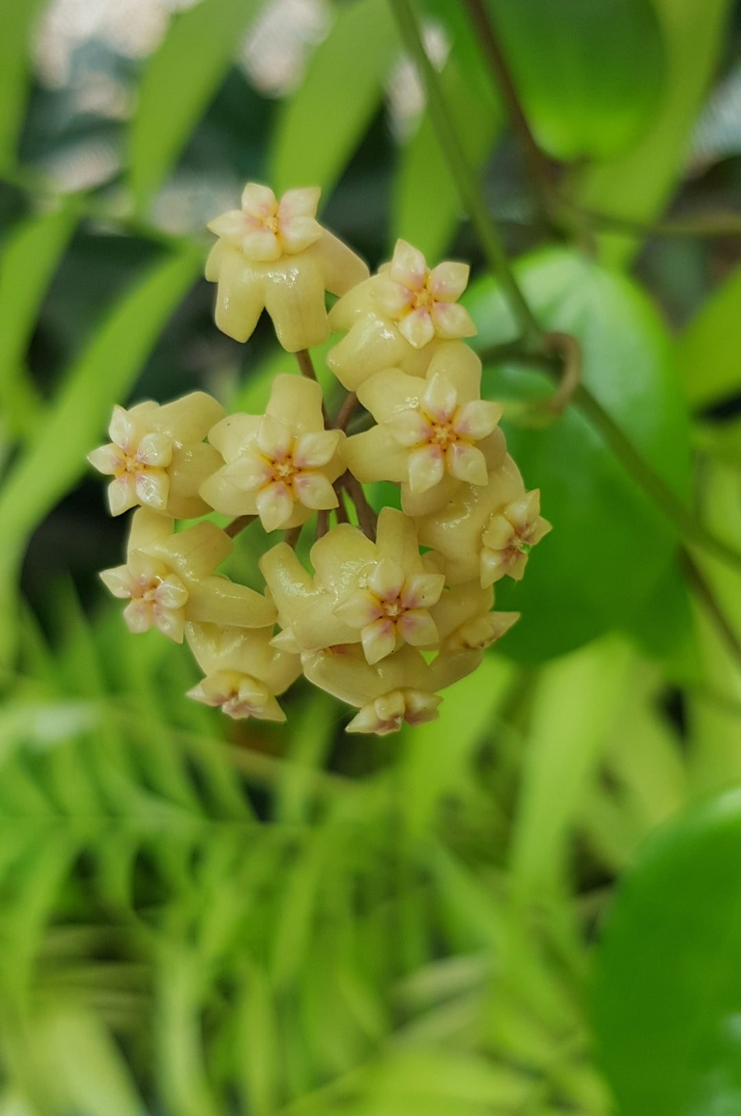 Hoya samoensis - double planted