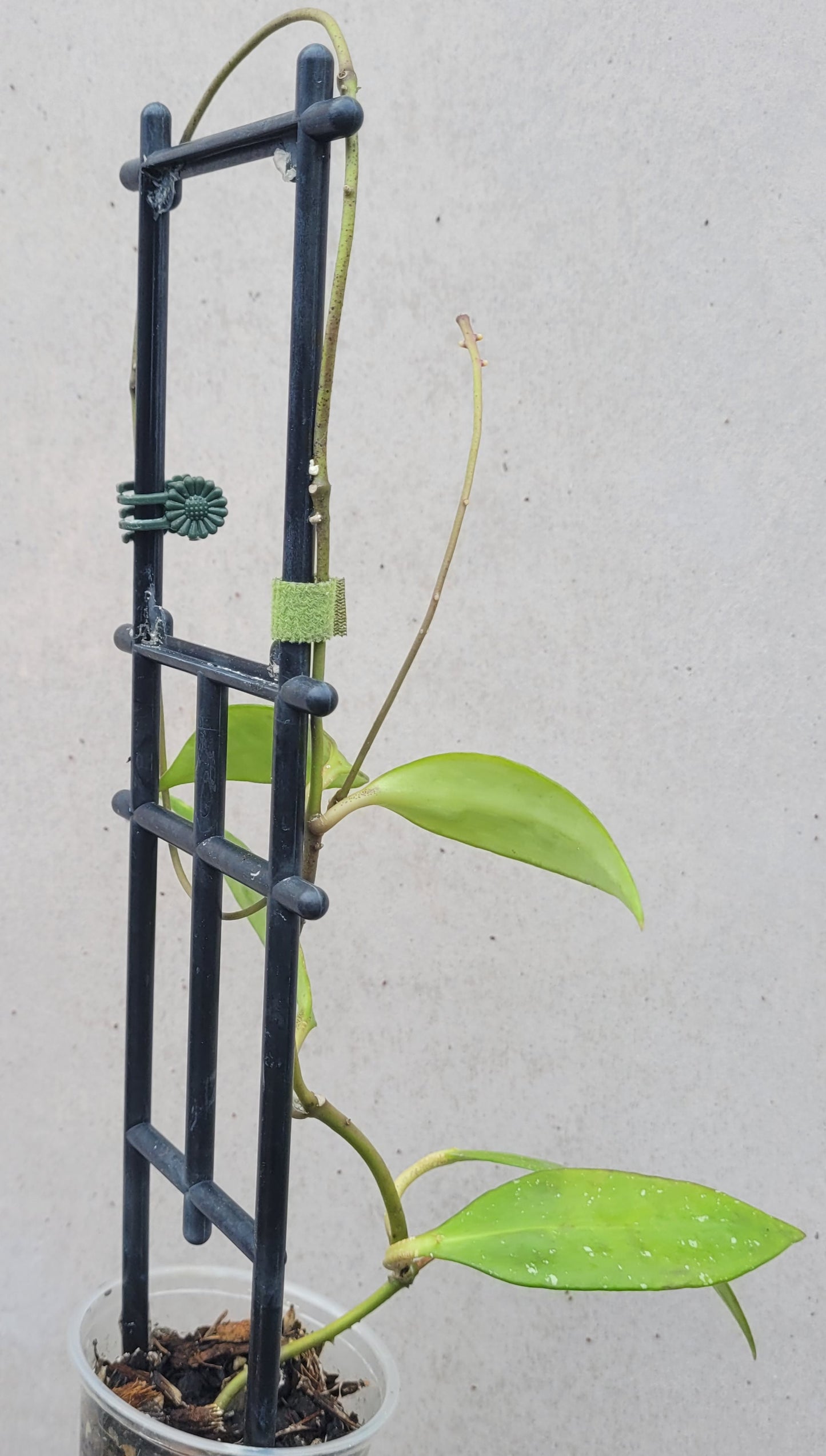 Hoya aff plicata Malay Peninsula IML1566