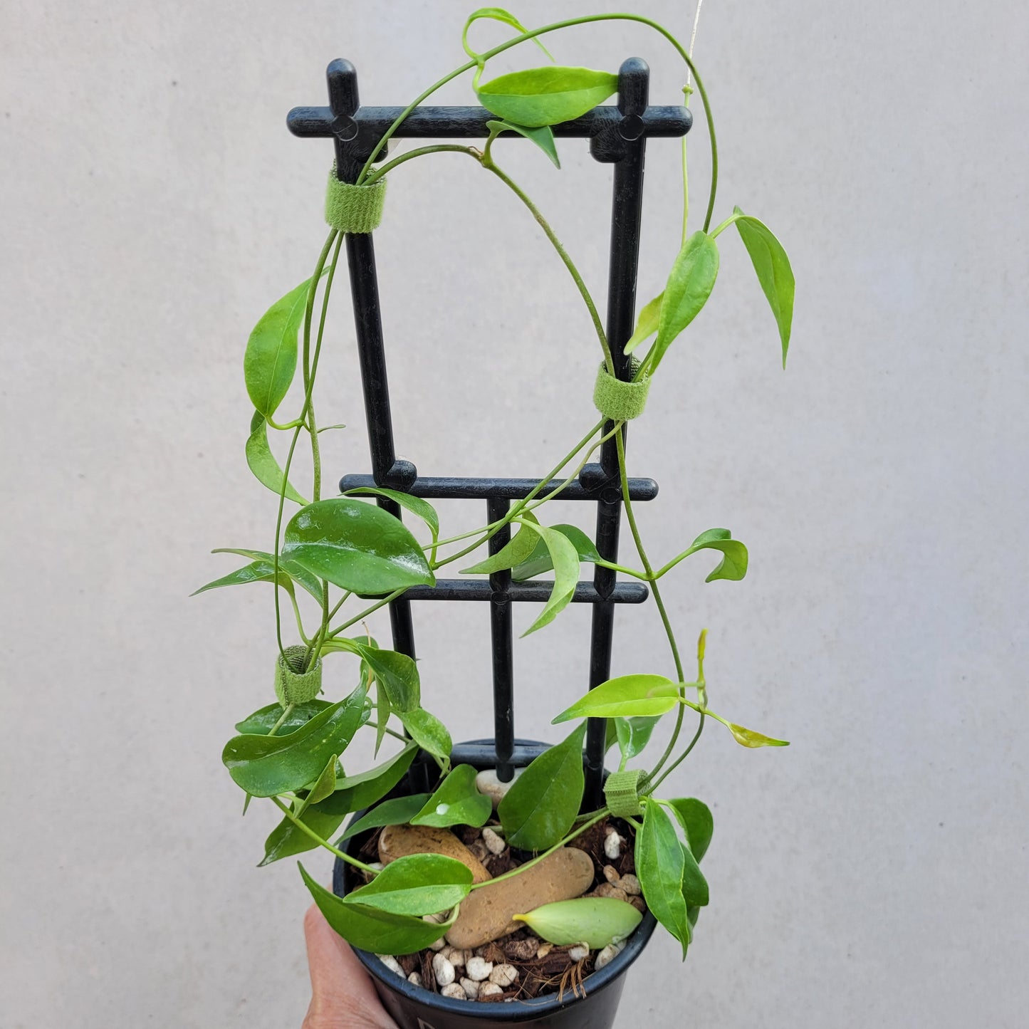 Hoya tannaensis Tanna Island IML0463