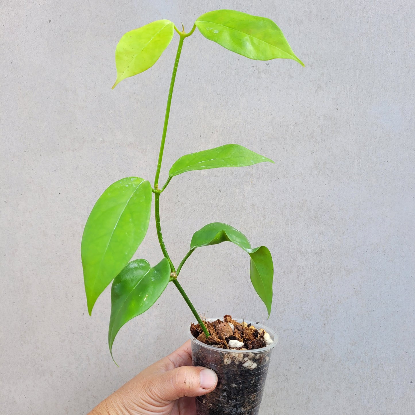 Hoya coriacea Malaysia IML0716