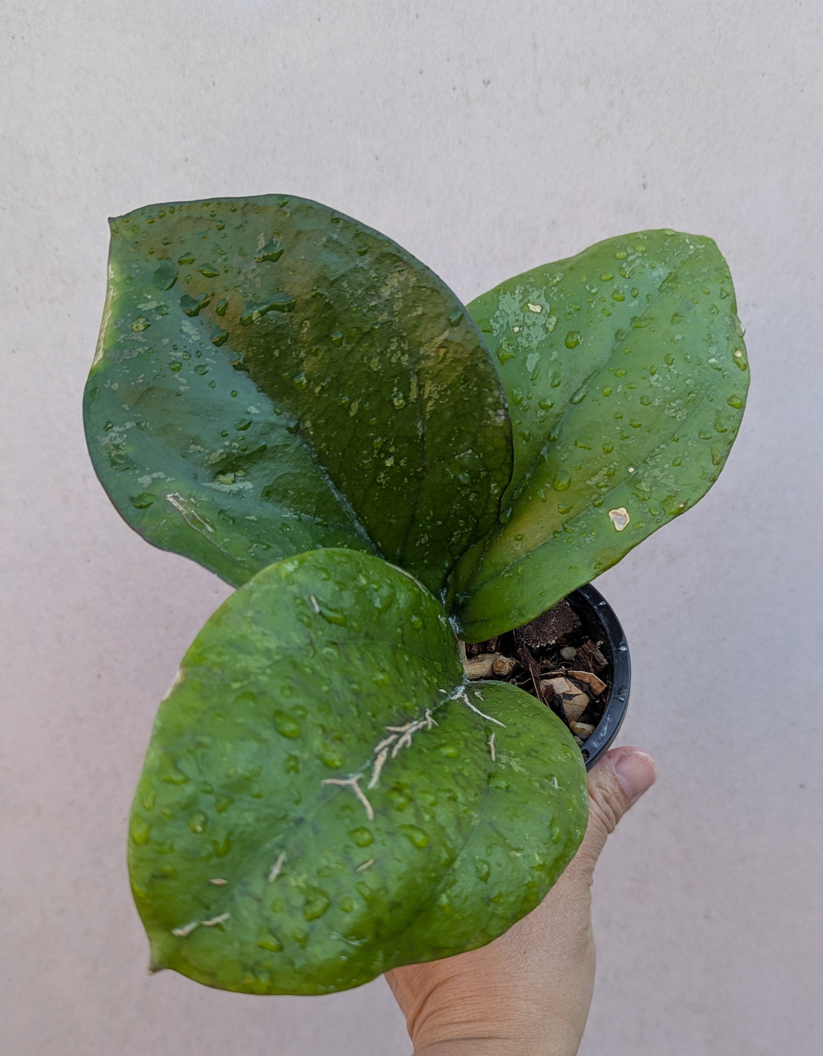 Hoya lambii Sabah IML1800