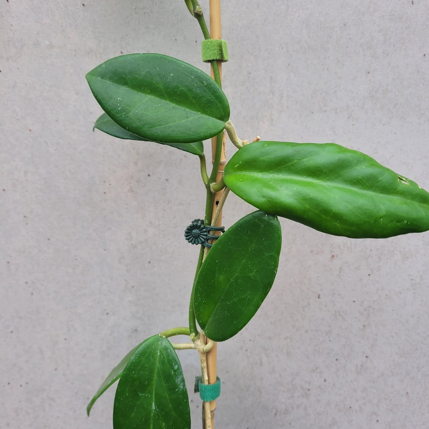 Hoya benitotanii Philippines IML1830