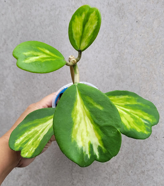 Hoya kerrii variegata 'Speckles'