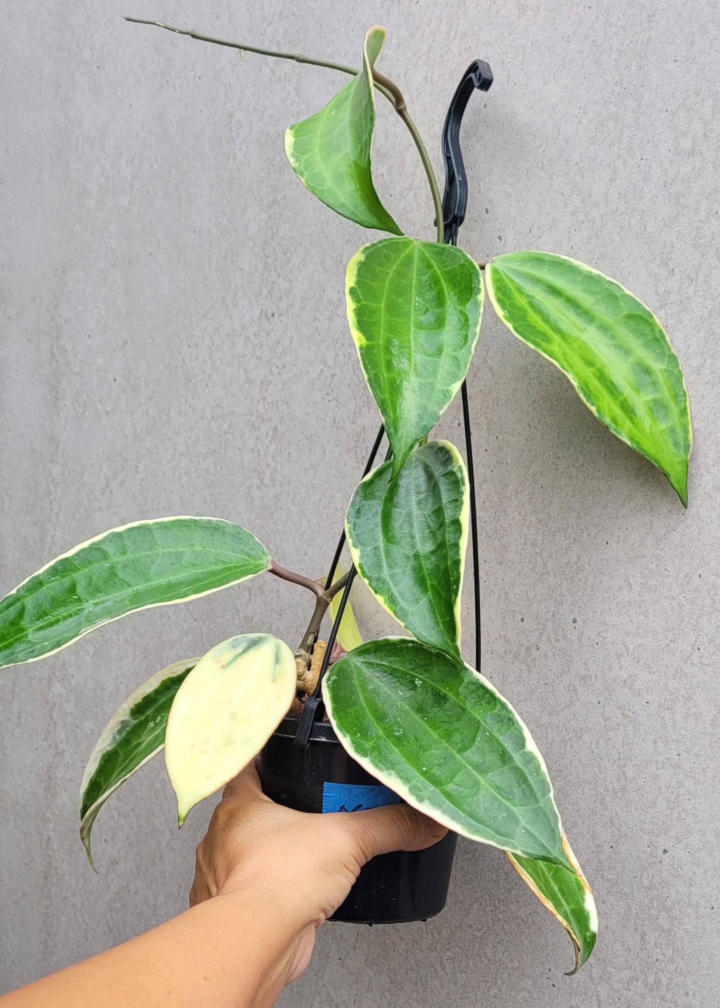 Hoya latifolia albomarginata IML1622