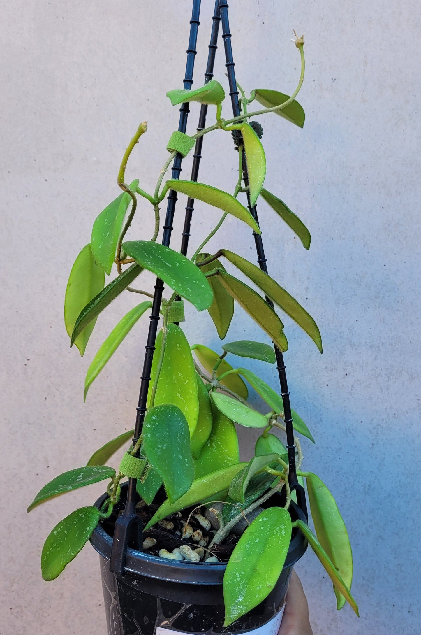 Hoya thomsonii White IML1177- Large mature plant