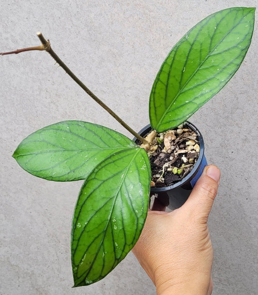 Hoya sp Tanggamus
