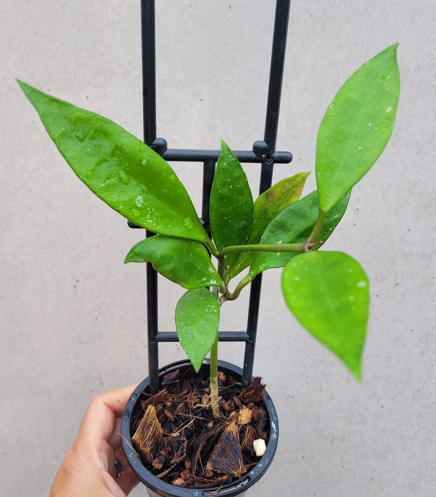 Hoya aff plicata Malay Peninsula IML1566