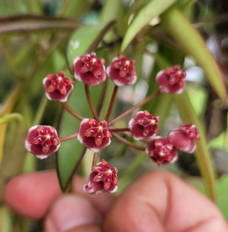 Hoya aff. kentiana Philippines IML0834 (angustifolia) Double planted