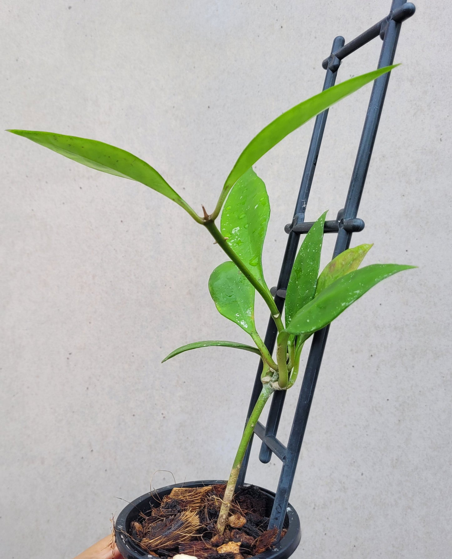 Hoya aff plicata Malay Peninsula IML1566