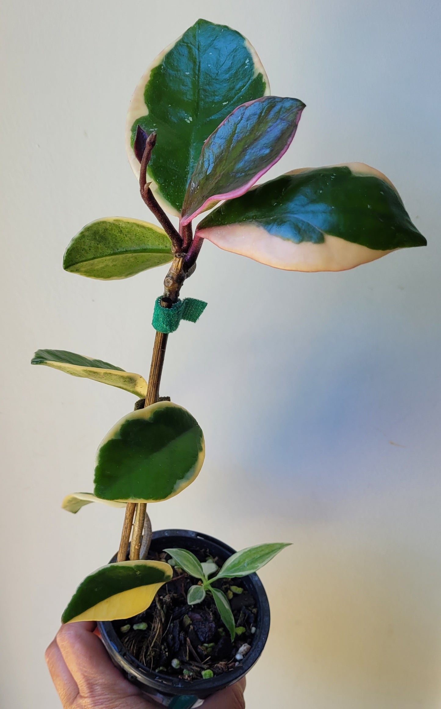 Hoya carnosa albomarginata 'Purple Pride'