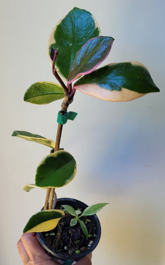 Hoya carnosa albomarginata 'Purple Pride'