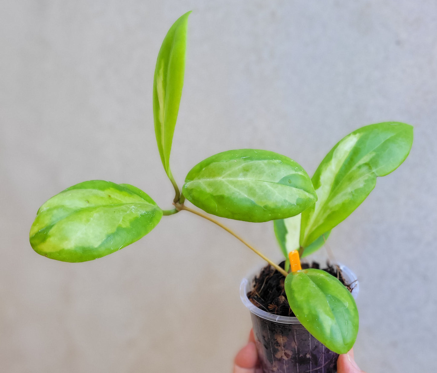 Hoya incrassata 'Moonshadow'