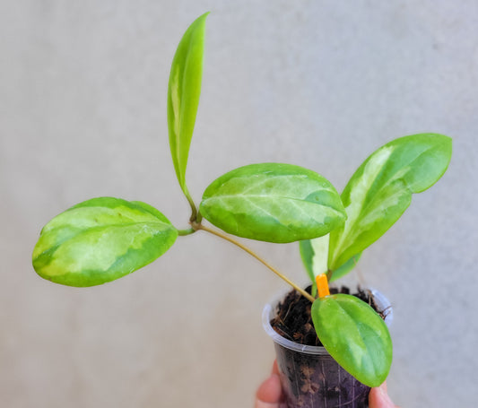 Hoya incrassata 'Moonshadow'
