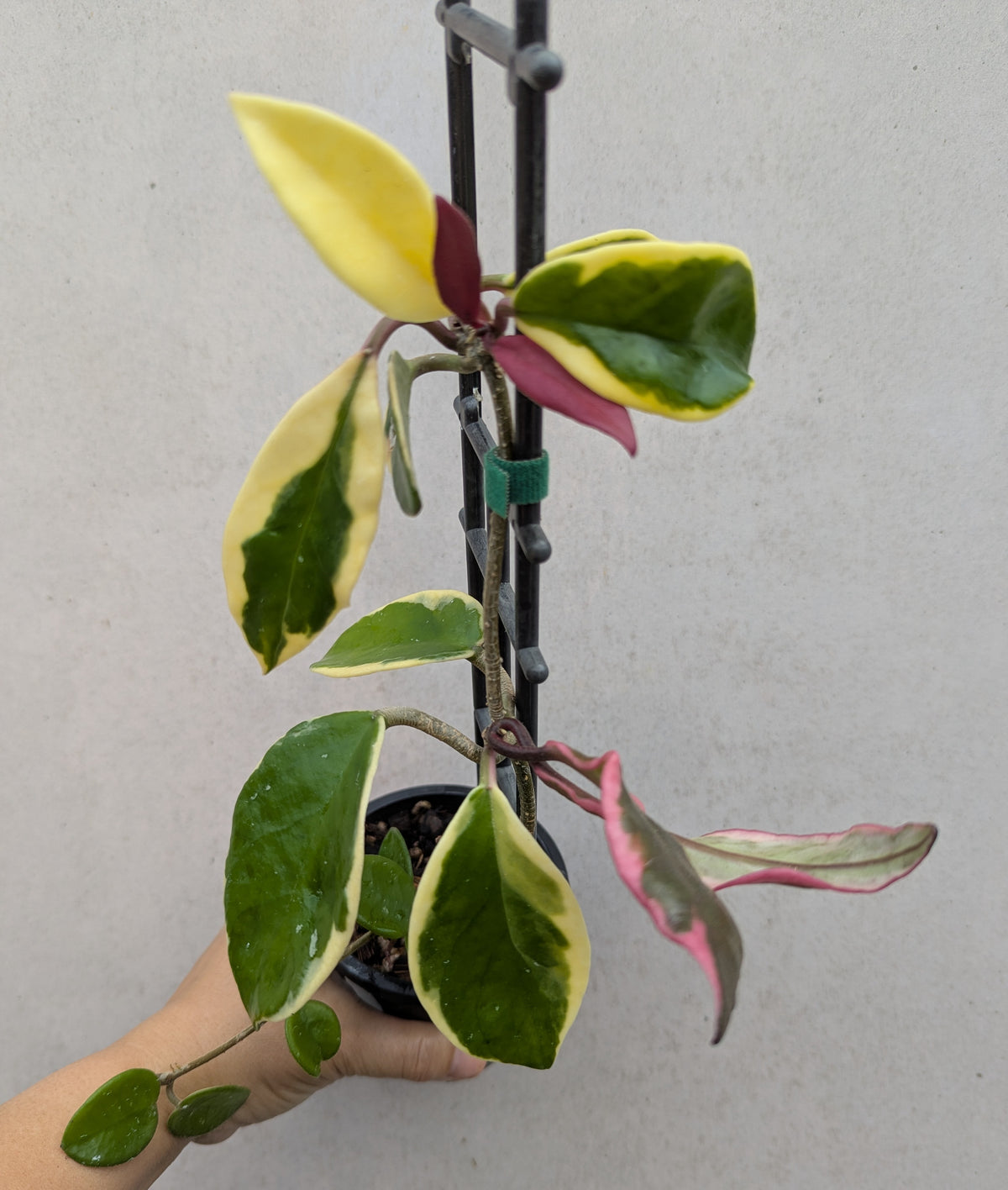 Hoya carnosa albomarginata 'Purple Pride'