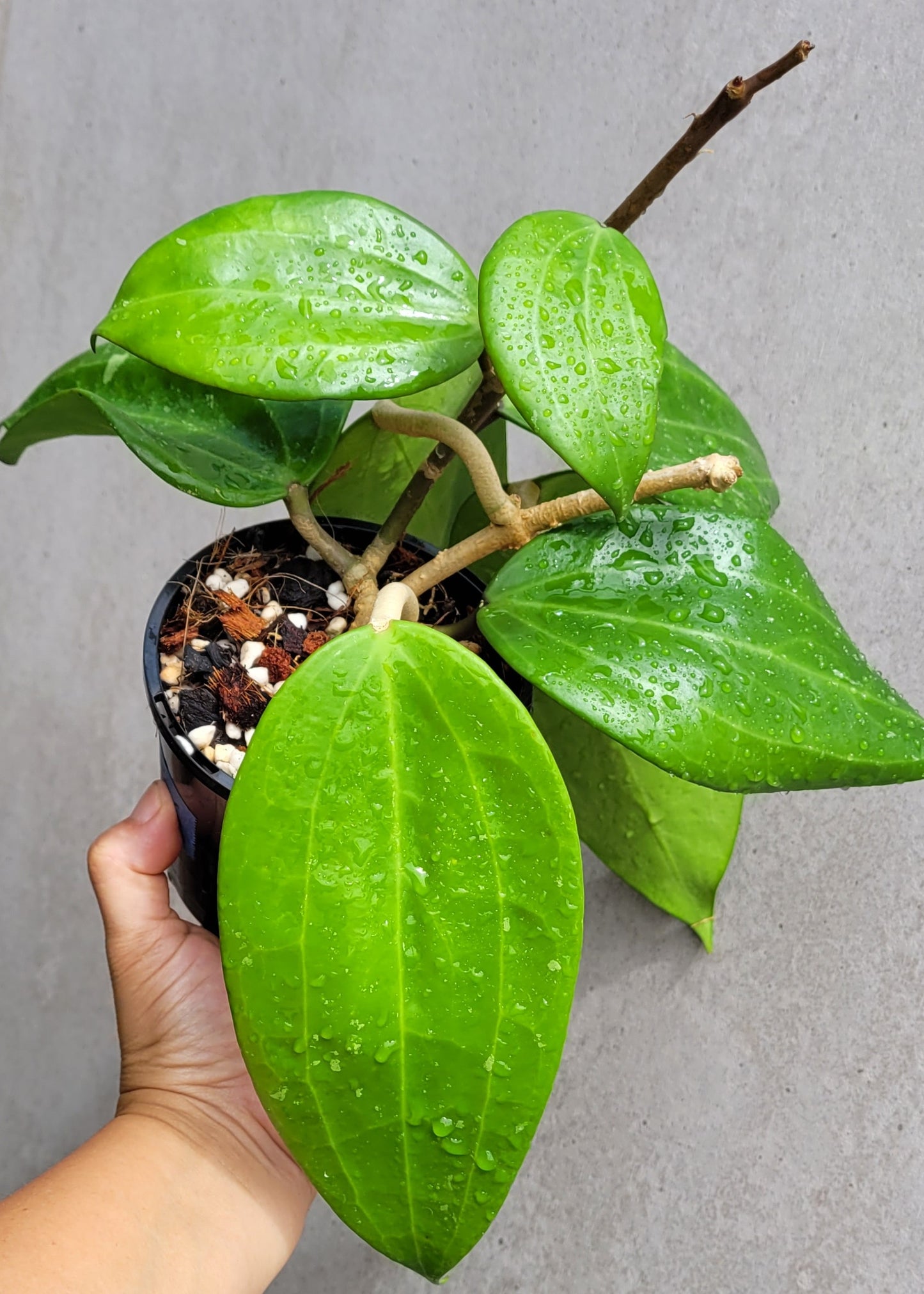 Hoya latifolia West Java IML1181 (formerly h. tjadasmalangensis)