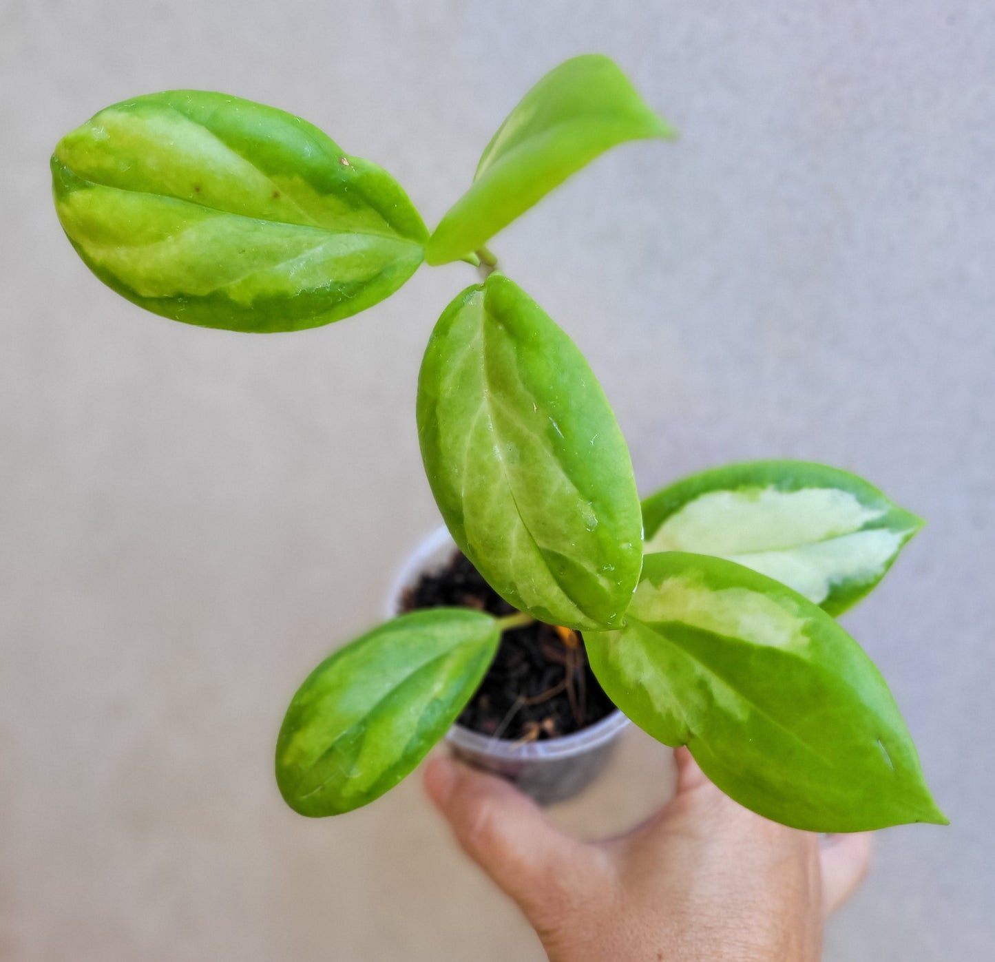 Hoya incrassata 'Moonshadow'
