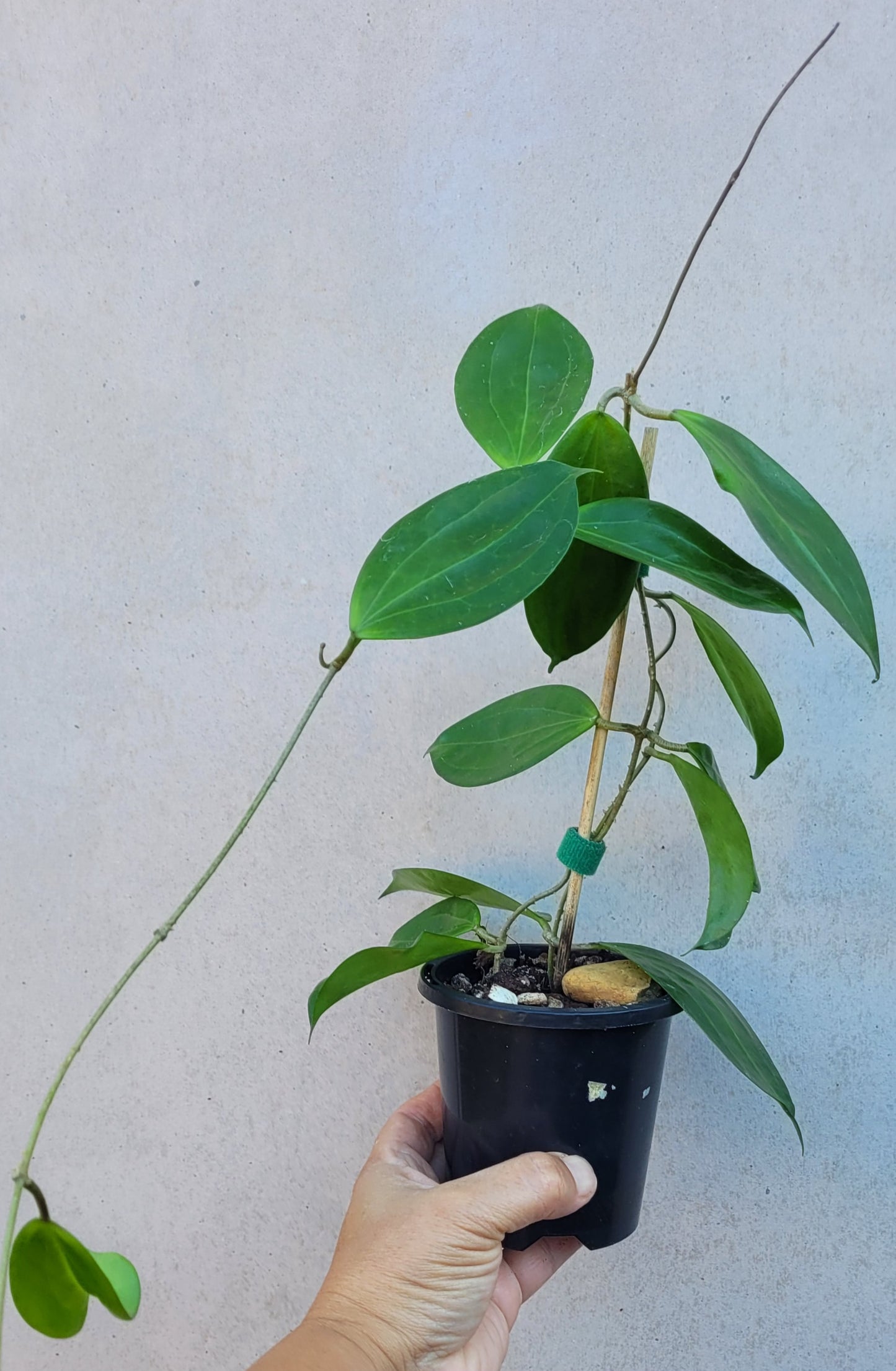 Hoya samoensis - double planted